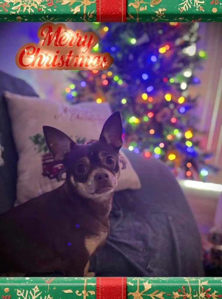 Black and white Chihuahua sitting on couch with Christmas pillow and Christmas tree behind her.