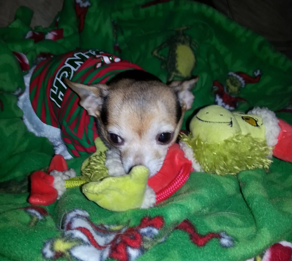 Chihuahua wearing Christmas outfit laying on Christmas blanket.