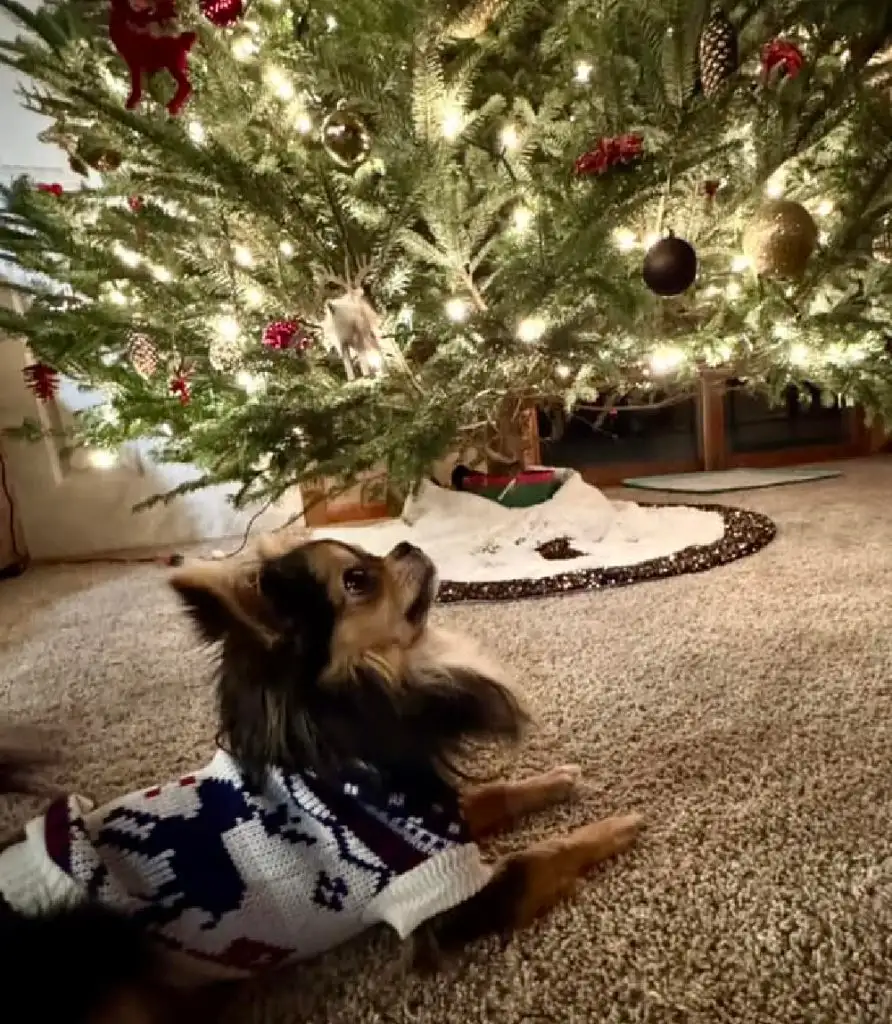 Long hair Chihuahua in sweater looking up at Christmas tree,