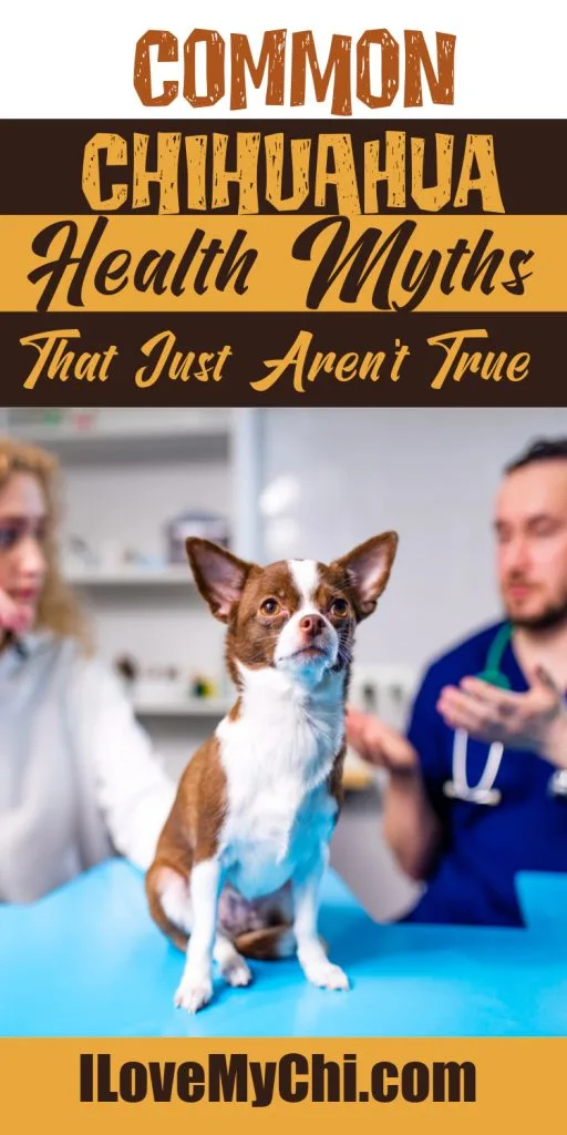 Common Chihuahua Health Myths That Just Aren’t True with text Common Chiihuahua Health Myths That Just Aren't True.
