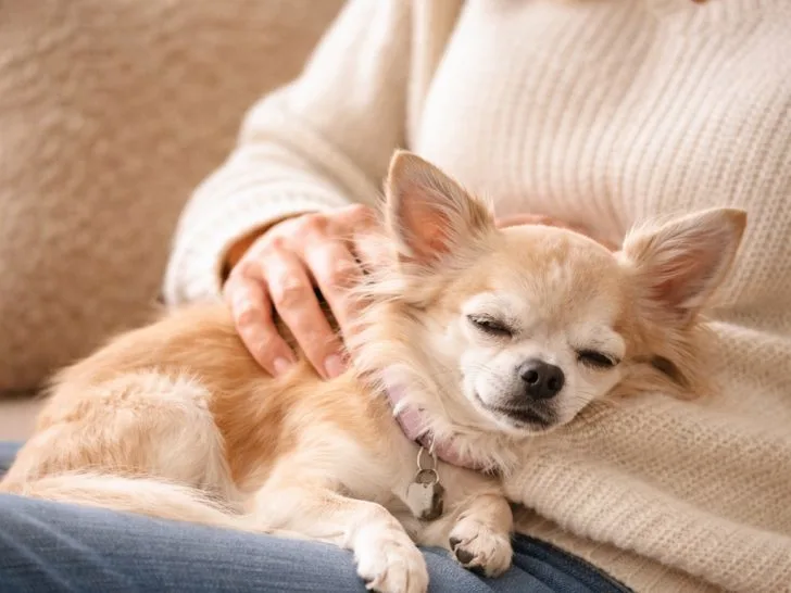 Elderly long hair fawn Chihuahua laying a woman's lap.