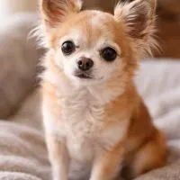 Fawn long hair older Chihuahua