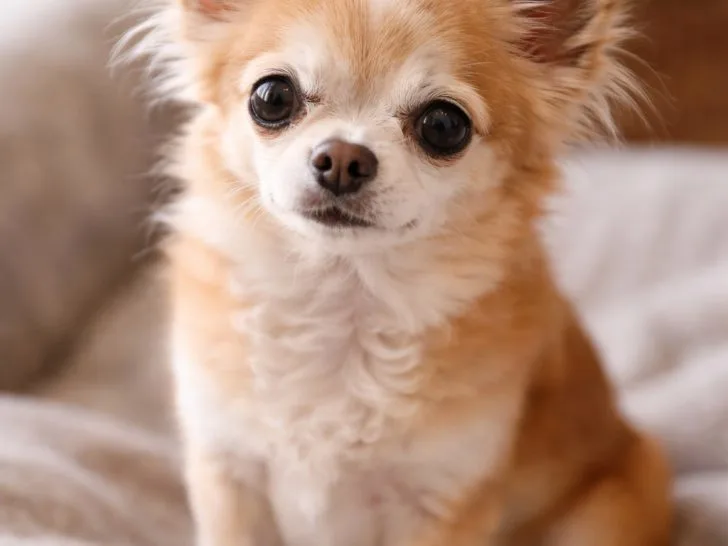 Fawn long hair older Chihuahua