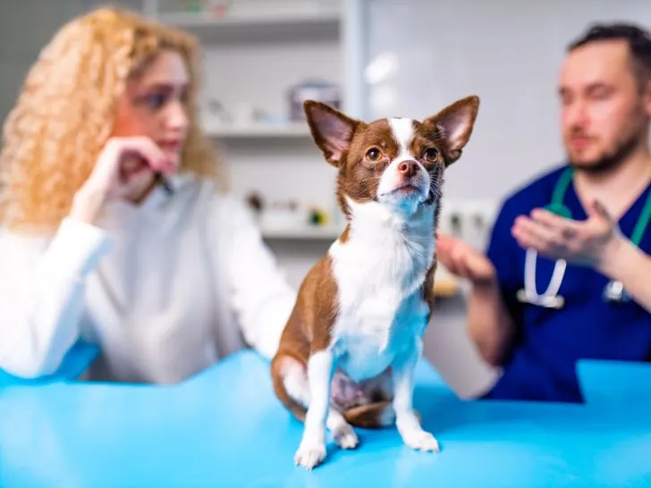 Red head woman and a male veterinarian in the background with a red and white Chihuahua in front.
