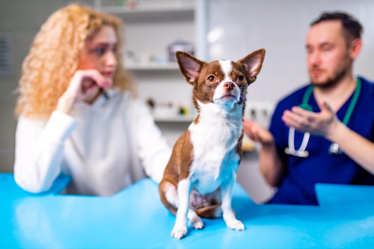 Red head woman and a male veterinarian in the background with a red and white Chihuahua in front.