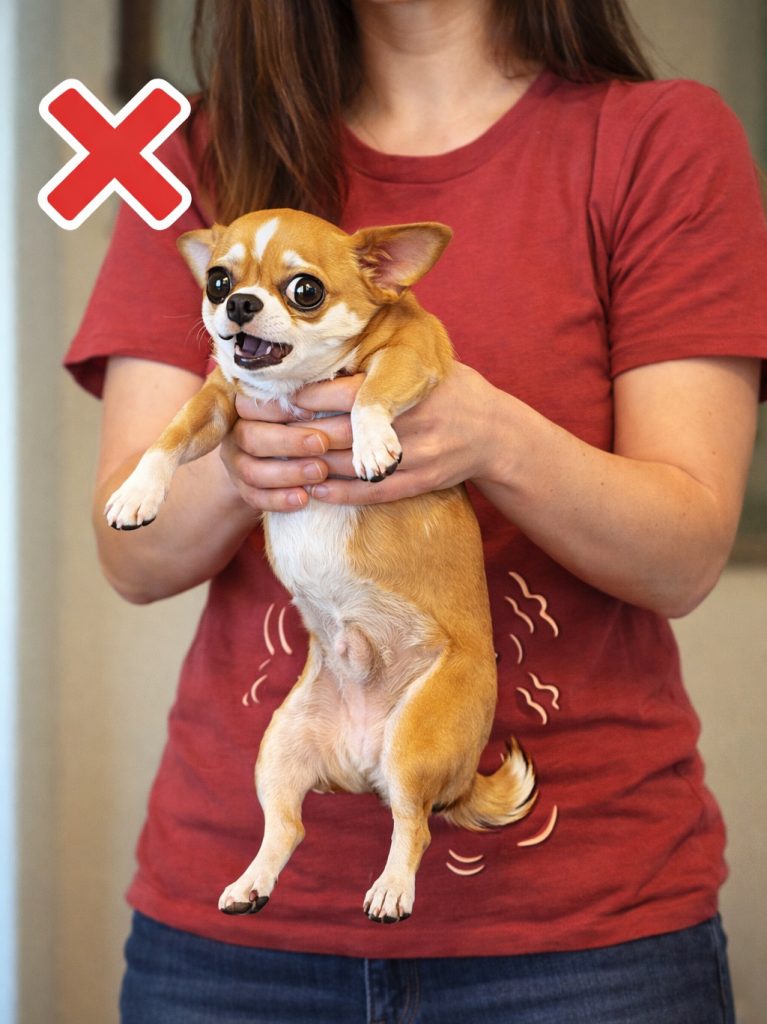 Woman in red shirt and jeans holding a fawn and white Chihuahua the wrong way.