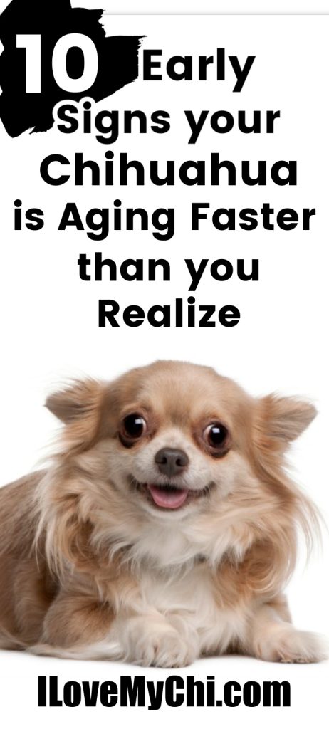 Cute long haired white and fawn Chihuahua with the text saying 10 Early Signs Your Chihuahua Is Aging Faster Than You Realize