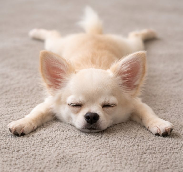 Cream colored Chihuahua sleeping with legs spread out.