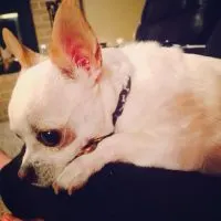 Side view of white Chihuahua laying down.