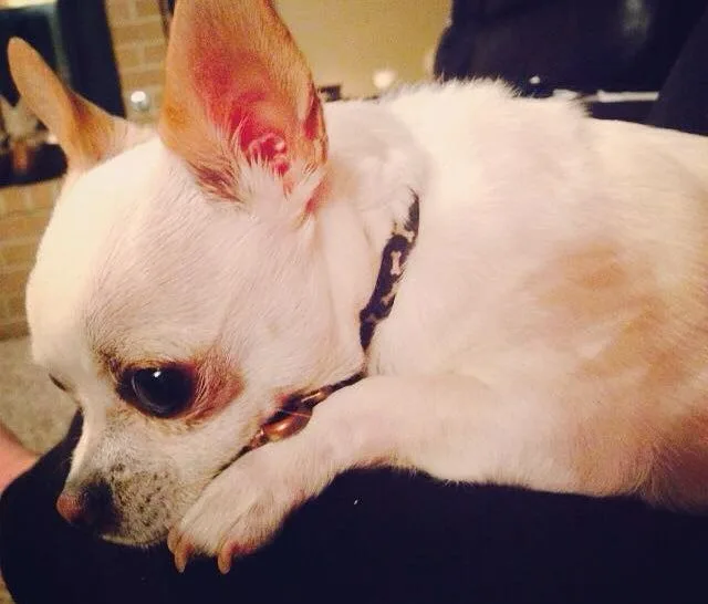 Side view of white Chihuahua laying down.