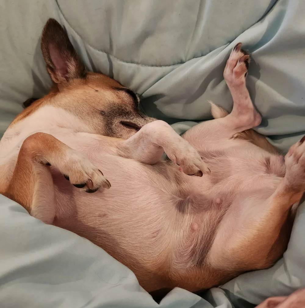 Sleeping Chihuahua on her back.