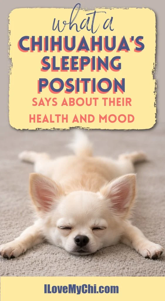 Sleeping Chihuahua wirh legs spread out with text saying What a Chihuahua's sleeping Position says about their health and mood. It also says I Love My Chi.com.