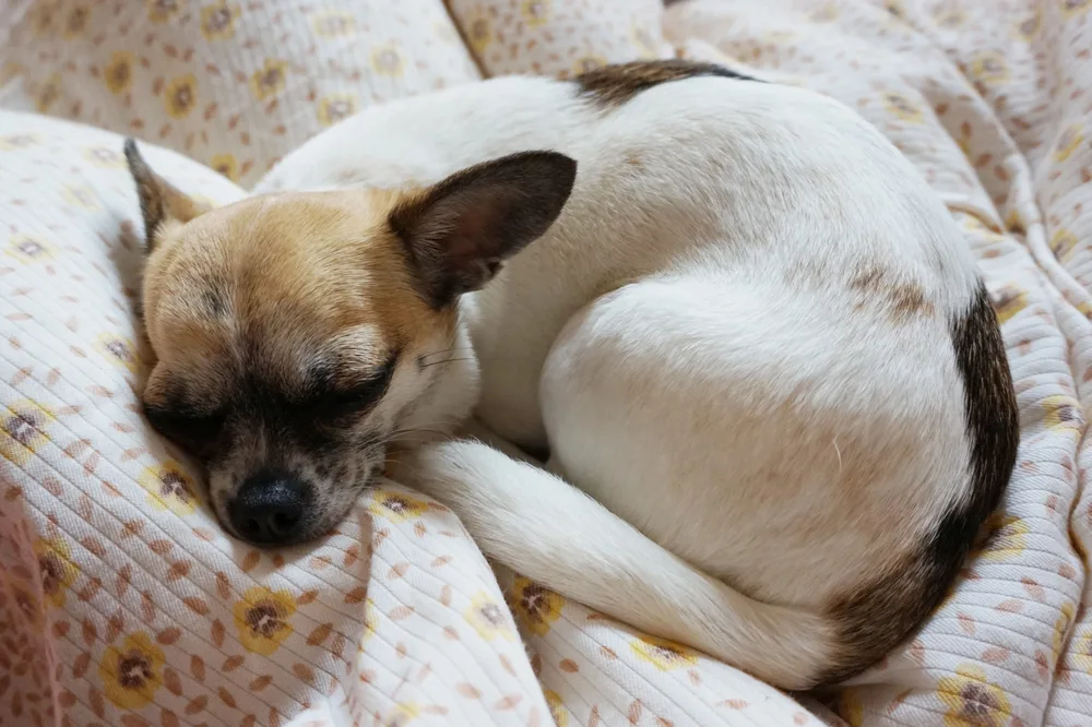 White Chihuahua with dark markings sleeping curled up.