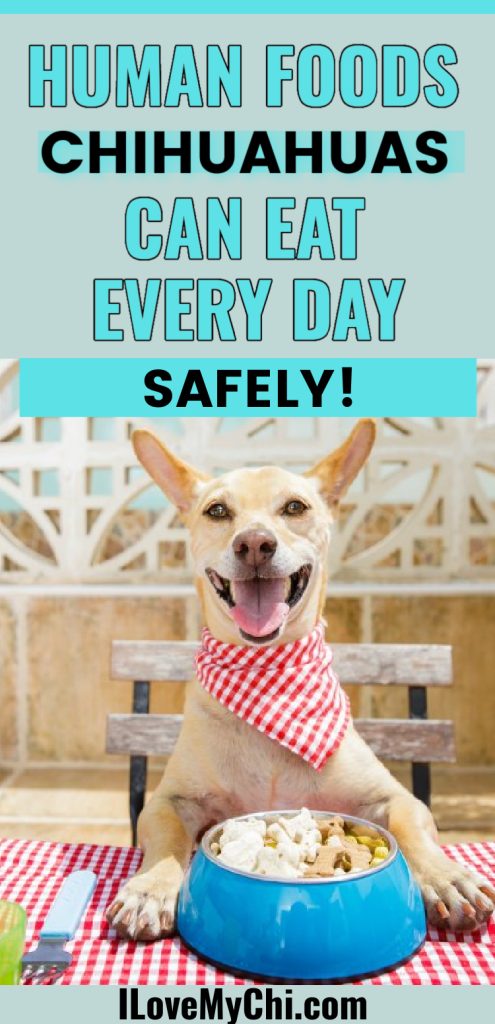 A Chihuahua sitting at a table with a bowl of food. Text says Human Foods Chihuahuas can eat every day safely.