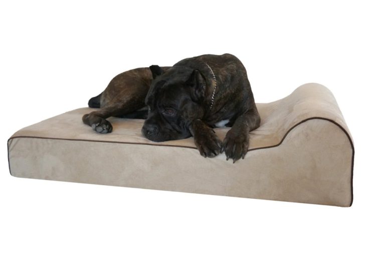 large dog on dog bed