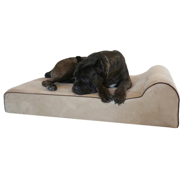 large dog on dog bed