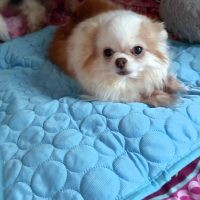 Lucy on cooling pad