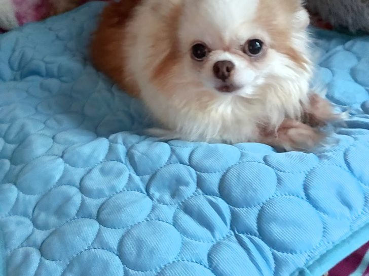 Lucy on cooling pad