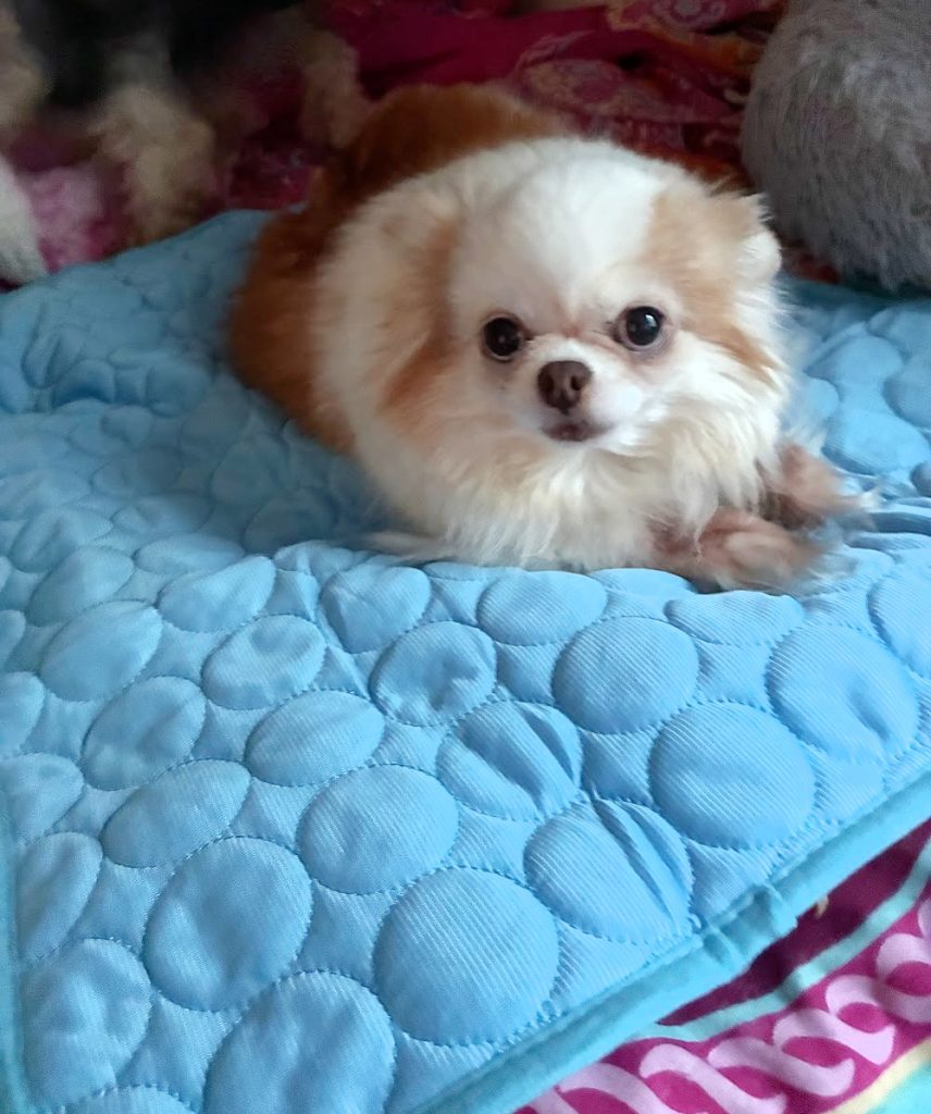 White and orange long-hair Chihuahua laying on a blue cooling pad.